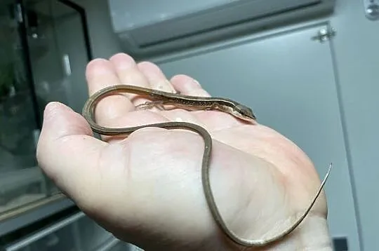 jaszczurka długoogonowa (T.sexlineatus) w Gliwicach, Śląskie, Gliwice