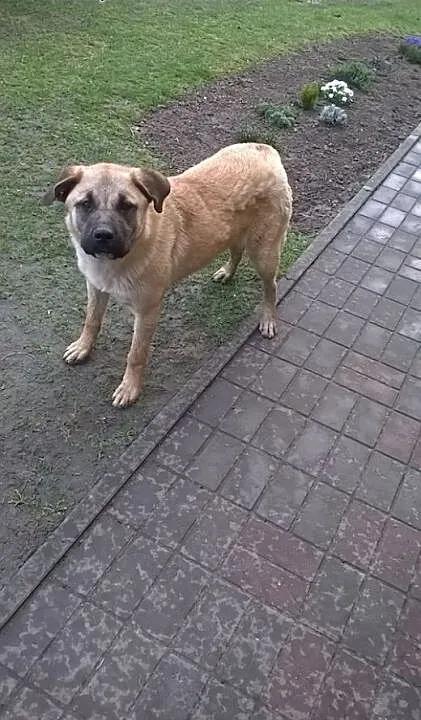 NORA - sunia w typie bulla musi znaleźć nowy dom,