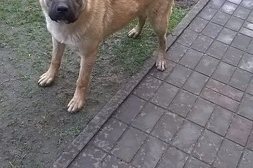 NORA - sunia w typie bulla musi znaleźć nowy dom, 