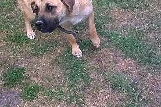 NORA - sunia w typie bulla musi znaleźć nowy dom, 