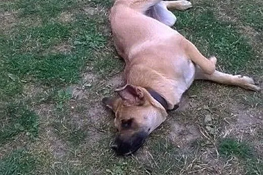 NORA - sunia w typie bulla musi znaleźć nowy dom, 