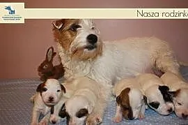 Szczeniaki Parson Russell Terrier, Babice