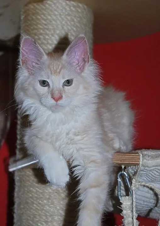 Śliczne Lwiątko Maine Coon
