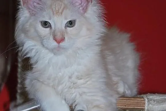 Śliczne Lwiątko Maine Coon