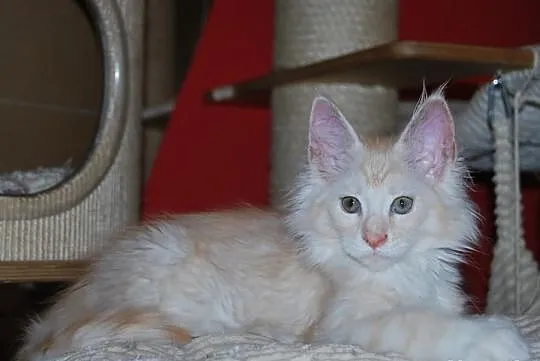 Śliczne Lwiątko Maine Coon