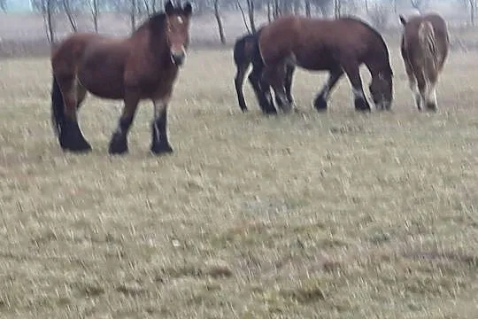 Klacz Zimnokrwista Źrebna, , Liszno-Kolonia