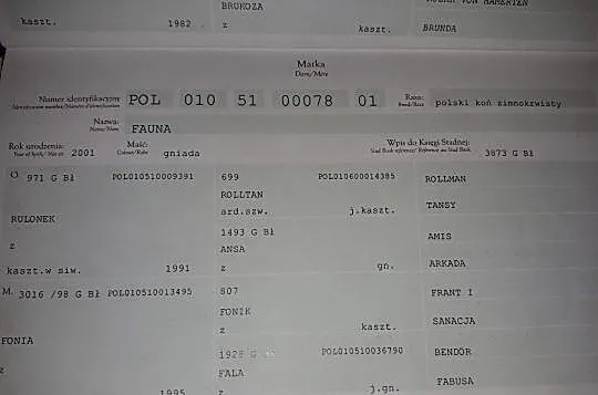Klacz Zimnokrwista Źrebna, , Liszno-Kolonia