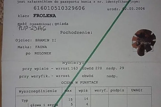 Klacz Zimnokrwista Źrebna, , Liszno-Kolonia