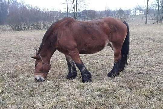 Klacz Zimnokrwista Źrebna, , Liszno-Kolonia
