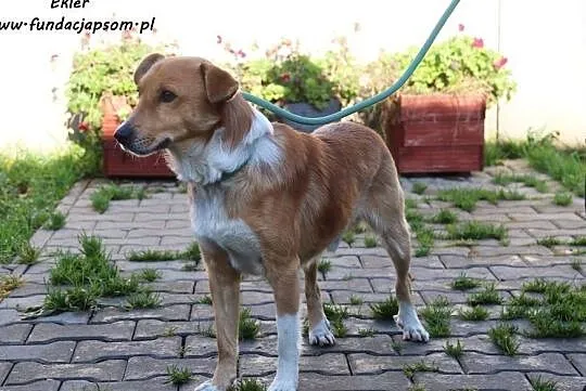 Ekler - żywiołowy wesołek, Mazowieckie, Nowy Dwór Mazowiecki