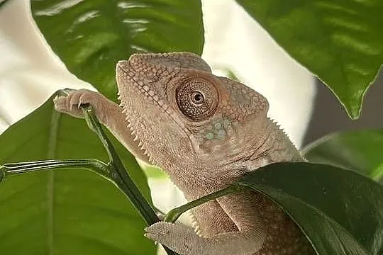 Kameleon lamparci samiczka