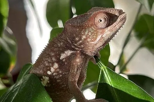 Kameleon lamparci samiczka, Pomorskie, Tczew
