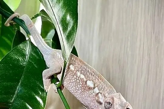 Kameleon lamparci samiczka, Pomorskie, Tczew