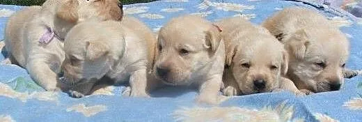 Labrador śliczne biszkoptowe szczenięta ZKwP/fci,