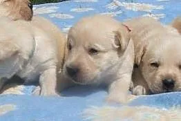 Labrador śliczne biszkoptowe szczenięta ZKwP/fci, 