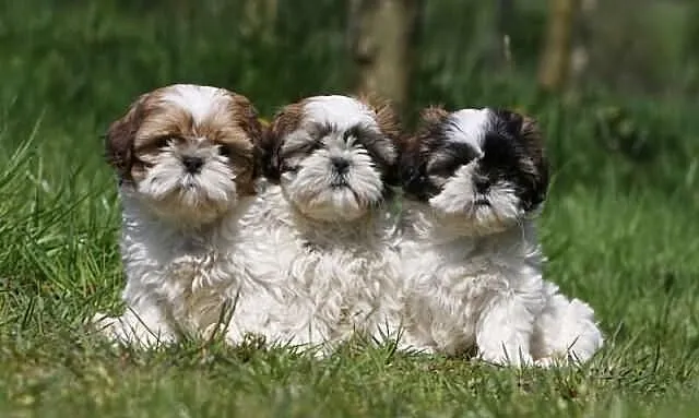 Szczenięta shih tzu