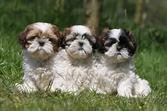 Szczenięta shih tzu