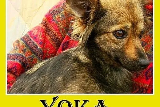 1,5 roku,mała,delikatna,łagodna,towarzyska suczka YOKA.Adopcja,  małopolskie Kraków