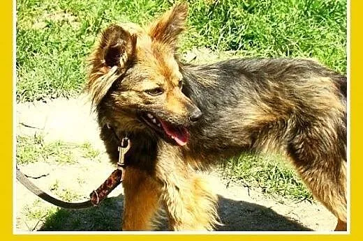 1,5 roku,mała,delikatna,łagodna,towarzyska suczka 