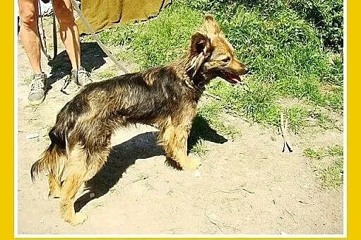 1,5 roku,mała,delikatna,łagodna,towarzyska suczka 