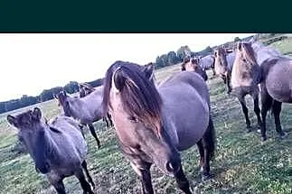 Ogier konik polski z licencją, Dolnośląskie, Sieroszowice
