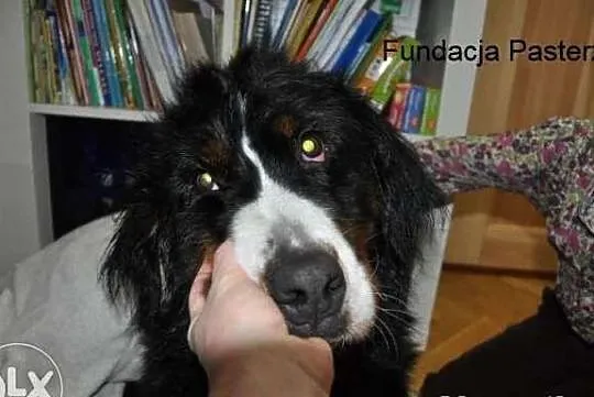 Berneński Pies Pasterski - Bonita - adopcja