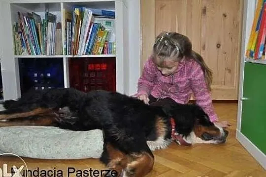 Berneński Pies Pasterski - Bonita - adopcja