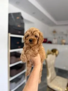 Goldendoodle Piękne szczenięta na sprzedaż - Zarejestrowana hodowla, Mazowieckie, Warszawa