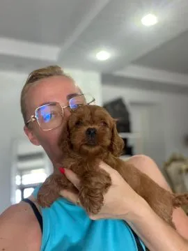 Goldendoodle Piękne szczenięta na sprzedaż - Zarejestrowana hodowla, Mazowieckie, Warszawa