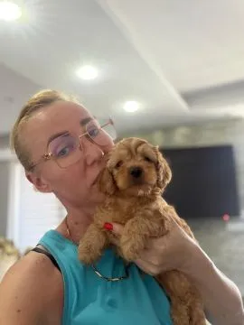 Goldendoodle Piękne szczenięta na sprzedaż - Zarejestrowana hodowla, Mazowieckie, Warszawa