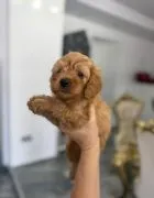 Goldendoodle Piękne szczenięta na sprzedaż - Zarejestrowana hodowla