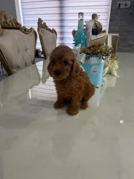 Goldendoodle Piękne szczenięta na sprzedaż - Zarejestrowana hodowla, Mazowieckie, Warszawa