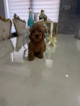 Goldendoodle Piękne szczenięta na sprzedaż - Zarejestrowana hodowla, Mazowieckie, Warszawa