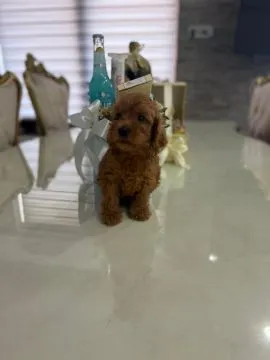 Goldendoodle Piękne szczenięta na sprzedaż - Zarejestrowana hodowla, Mazowieckie, Warszawa