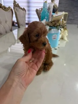 Goldendoodle Piękne szczenięta na sprzedaż - Zarejestrowana hodowla, Mazowieckie, Warszawa