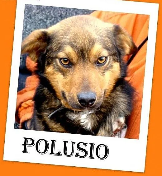 Mały trójłapek POLUŚ,tulaśny,przyjazny,grzeczny pi