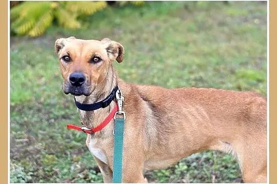 Średnia,sympatyczna,łagodna,wesoła,kontaktowa sunia NELA_Adopcja