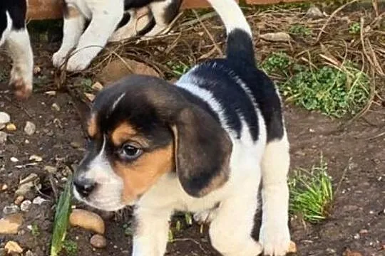 Tricolor Beagle, Mońki
