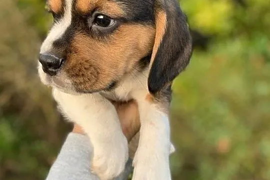Tricolor Beagle, Mońki