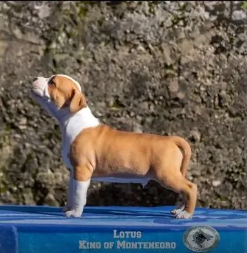 American Staffordshire Terrier Puppies King Of Montenegro, , Warszawka