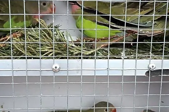 Sprzedam Księżniczki Walli