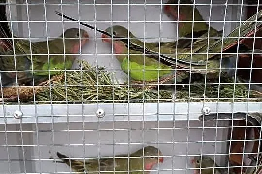 Sprzedam Księżniczki Walli, Małopolskie, Koźmice Wielkie