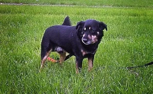 Diego młodzian do adopcji, śląskie Bielsko-Biała