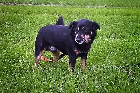 Diego młodzian do adopcji, śląskie Bielsko-Biała