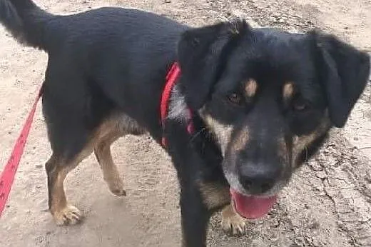 Diego młodzian do adopcji,  śląskie Bielsko-Biała