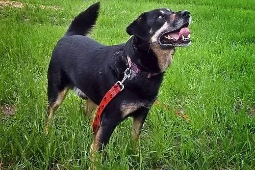 Diego młodzian do adopcji,  śląskie Bielsko-Biała