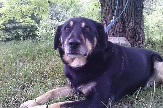 Diego młodzian do adopcji,  śląskie Bielsko-Biała