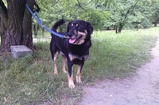 Diego młodzian do adopcji,  śląskie Bielsko-Biała