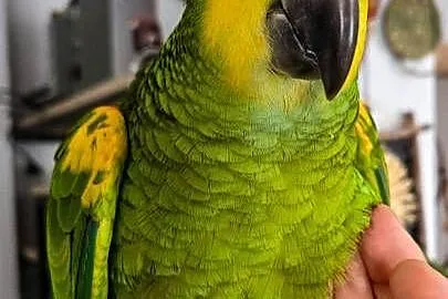 Amazonka niebieskoczelna