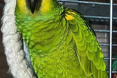 Amazonka niebieskoczelna, Pomorskie, Skarszewy